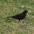 Mustarastas haki viel� matoja